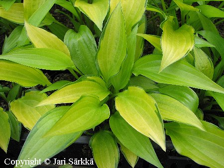 Hosta cathayana  'Chinese Sunrise'